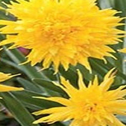 5 stuks - JUB - Narcissus Rip van Winkle 4 bollen