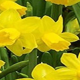 5 stuks - JUB - Narcissus Tete-a-Tete 4 bollen