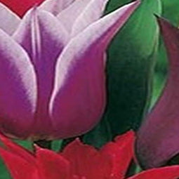 5 stuks - JUB - Tulipa Leliebloemig mix 5 bollen