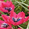 5 stuks - JUB - Tulipa Little Beauty 8 bollen