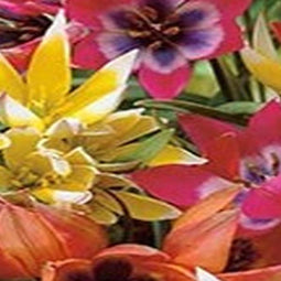 5 stuks - JUB - Tulipa Species mix 8 bollen