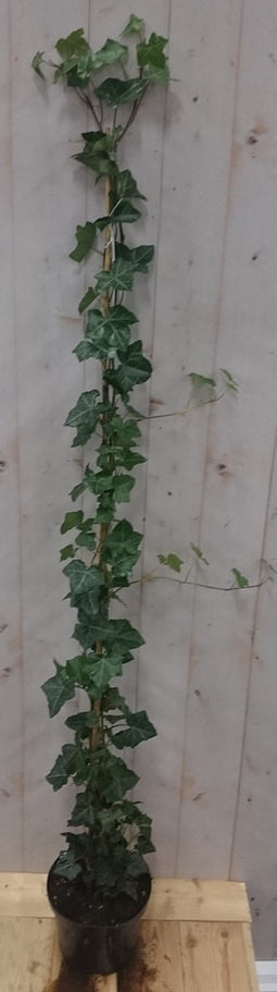 5 stuks! Klimop Hedrea 120 cm