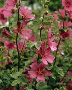 5 stuks Lavatera Burgundy Wine