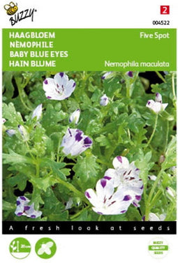 5 stuks Nemophila, Haagbloem Five spot