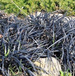 5 stuks Ophiopogon planiscapus Niger