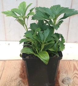 5 stuks! Pachysandra