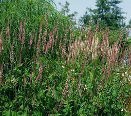 5 stuks Persicaria amplexicaulis Rosea
