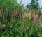 5 stuks Persicaria amplexicaulis Rosea