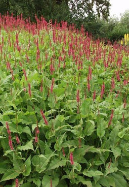5 stuks Persicaria amplexicaulis