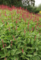 5 stuks Persicaria amplexicaulis
