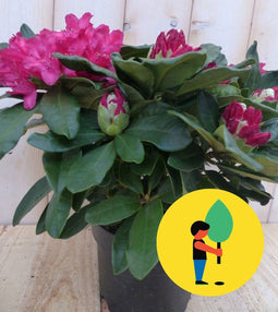 5 stuks Rhododendron 60 cm rood