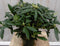 5 stuks Rhododendron 60 cm rood