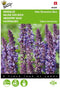 5 stuks Salvia, Bossalie New Dimension Blue