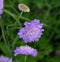 5 stuks Scabiosa columbaria Butterfly Blue