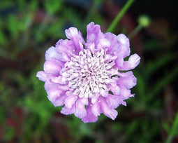 5 stuks Scabiosa columbaria Pink Mist