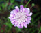 5 stuks Scabiosa columbaria Pink Mist
