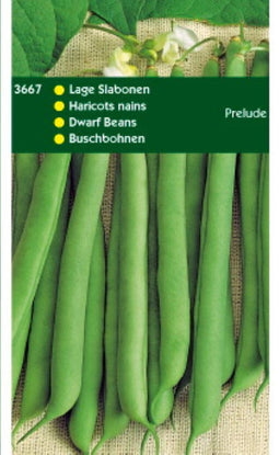 5 stuks Stamslabonen Prelude 250 gram