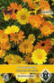 5 stuks - Van hemert co - Calendula officinalis Simplicity