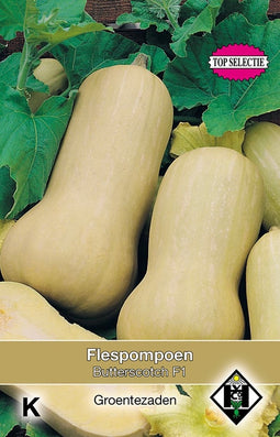 5 stuks - Van hemert co - Flespompoen, Cucurbita moschata Butters...