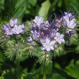 5 stuks Van Hemert & Co Phacelia tanacetifolia