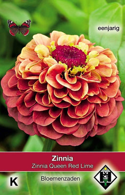 5 stuks Zinnia elegans Queen Red Lime Van Hemert & Co