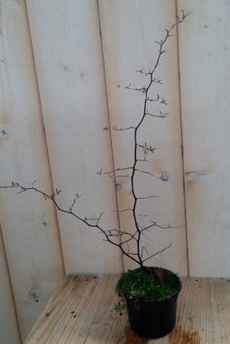 5 stuks Zizag plantje