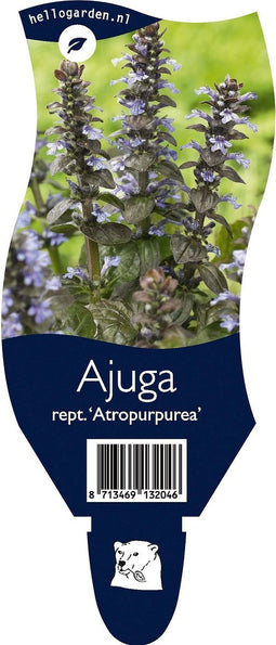 5 x Ajuga reptans 'Atropurpurea ' P11- 1.3 Ltr Kruipend zenegroen