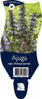 5 x Ajuga reptans 'Atropurpurea ' P11- 1.3 Ltr Kruipend zenegroen