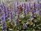 5 x Ajuga reptans 'Atropurpurea ' P11- 1.3 Ltr Kruipend zenegroen