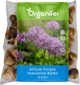 50 Allium Purple Sensation Bollen - Allium Bloembollen - Allium Bollen - Biologische Bloembollen - Zomerbollen - (XXL Bloembollen formaat 12/+ cm) - Organifer