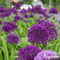 50 Allium Purple Sensation Bollen - Allium Bloembollen - Allium Bollen - Biologische Bloembollen - Zomerbollen - (XXL Bloembollen formaat 12/+ cm) - Organifer