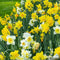 50 Narcissen Bloembollen - 6 Elegante Soorten - Bloembollen Narcis - Narcis Bollen - Biologische Bloembollen Mix - (XXL Bloembollen formaat 12/ 14 cm) - Organifer