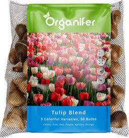50 Tulpenbollen – 5 Kleurrijke Soorten ( XXL Bloembollen formaat 12 cm/+) - Biologische Tulpenbloembollen - Lentebloemen - Zomerbloemen - Bloembollen voor potten - Tuinieren - Bloembollen voor de tuin - Bloembollen voor volle zon - Organifer
