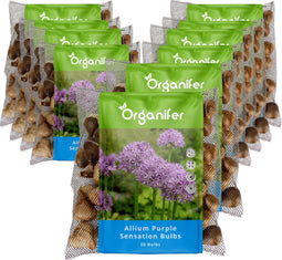 500 Allium Purple Sensation Bollen - Allium Bloembollen - Allium Bollen - Biologische Bloembollen - Zomerbollen - (XXL Bloembollen formaat 12/+ cm) - Organifer