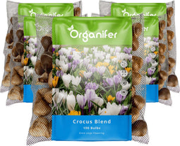 500 Krokussen Bloembollen - Bloembollen Krokus - Krokus - Bloembollen Mix - Biologische Bloembollen - Zomerbollen - (XXL Bloembollen Formaat 8/9 cm) - Organifer
