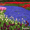 500 Muscari Armeniacum Bollen - Muscari Bloembollen - Biologische Bloembollen - Zomerbollen - Lente Bloemen - (XXL Bloembollen formaat 9/10 cm) - Organifer