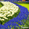 500 Muscari Armeniacum Bollen - Muscari Bloembollen - Biologische Bloembollen - Zomerbollen - Lente Bloemen - (XXL Bloembollen formaat 9/10 cm) - Organifer