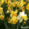 500 Narcissen Bloembollen - 6 Elegante Soorten - Bloembollen Narcis - Narcis Bollen - Biologische Bloembollen Mix - (XXL Bloembollen formaat 12/ 14 cm) - Organifer