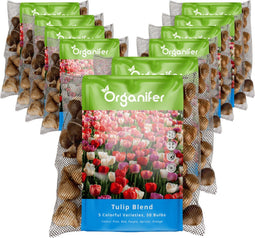 500 Tulpenbollen - 5 Kleurrijke Soorten - Bloembollen Tulpen - Tulpen Bollen - Biologische Bloembollen Mix - (XXL Bloembollen formaat 12 cm/+) - Organifer