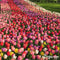 500 Tulpenbollen - 5 Kleurrijke Soorten - Bloembollen Tulpen - Tulpen Bollen - Biologische Bloembollen Mix - (XXL Bloembollen formaat 12 cm/+) - Organifer