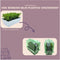 Plants by Frank | 6 Rozemarijnplant | Vaste planten | Tuinplanten | 6 x Ø7 cm | 15 cm | Rosmarinus offincalis winterhard | Geurhaag