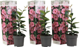 Plant in a Box - Dipladenia sanderii - Set van 3 - Roze tuinplanten - Pot 9cm - Hoogte 25-40cm