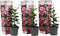 Plant in a Box - Dipladenia sanderii - Set van 3 - Roze tuinplanten - Pot 9cm - Hoogte 25-40cm