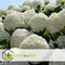 Plant in a Box - Hydrangea arborescens Annabelle - Set van 2 - Populaire tuinplant - Pot 17cm - Hoogte 30-40cm