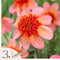 Plant in a Box - Dahlia 'Totally Tangerine' - set van 3 - zomerbloeiers - dahliaknollen - tuinbloemen - Oranje/Roze