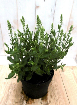 Salvia salie wit