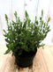 Salvia salie wit