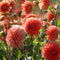 Plant in a Box - Dahlia 'Sylvia' - set van 3 - zomerbloeiers - dahliaknollen - tuinbloemen - Oranje