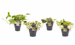 Decorum Combipakket Scindapsus Aureum - N'joy - Pictus Trebie - Marble Queen met potten Anna Grey