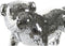 Decoratieve figuren DKD Home Decor Engels Ziverachtig Bulldog Hars Modern (45,5 x 21,5 x 25 cm)